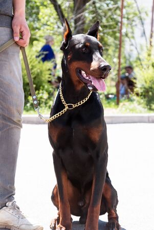 Doberman dogの写真素材