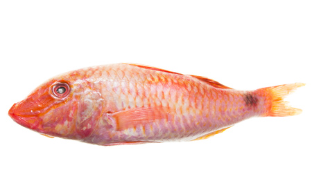 fish of red color on a white background