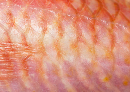 scales as a background