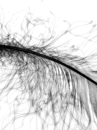 black and white feathersの写真素材