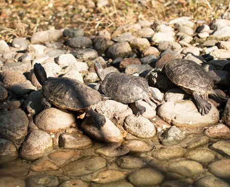 Water turtleの写真素材
