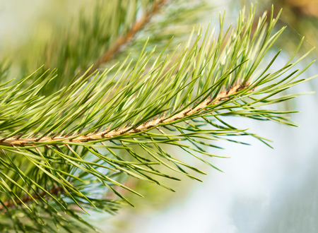 spruce branchesの写真素材