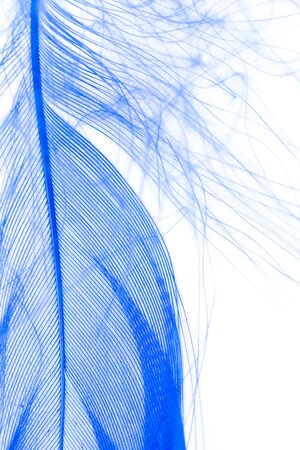 blue feather on a white backgroundの写真素材