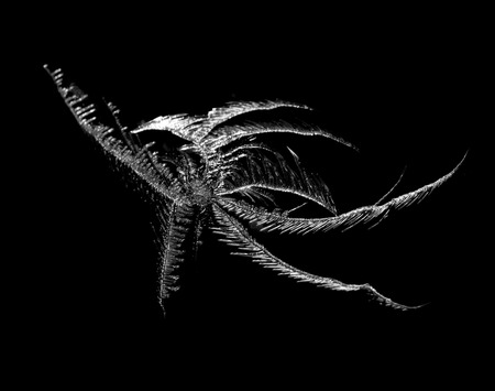 pattern of ice on a black backgroundの写真素材