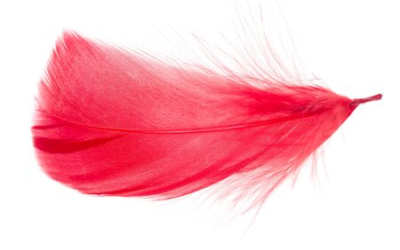 multicolored feathers as a backgroundの写真素材