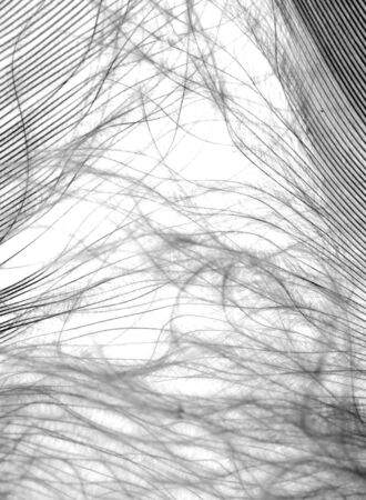 black and white feathers as a backgroundの写真素材