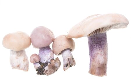 Mushrooms with a blue foot on a white backgroundの写真素材