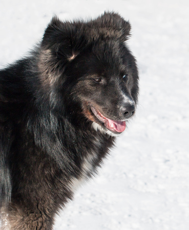 black dog on white backgroundの写真素材