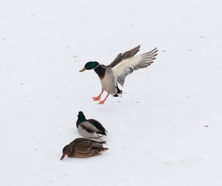 duck on the fly against the snowの写真素材