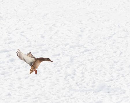 duck on the fly against the snowの写真素材