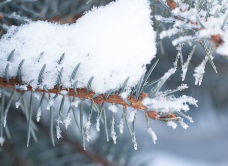 snow on spruce branches