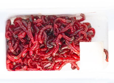 red worms for fishing on a white background