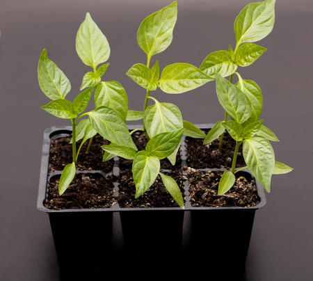 young sweet pepper plantの写真素材