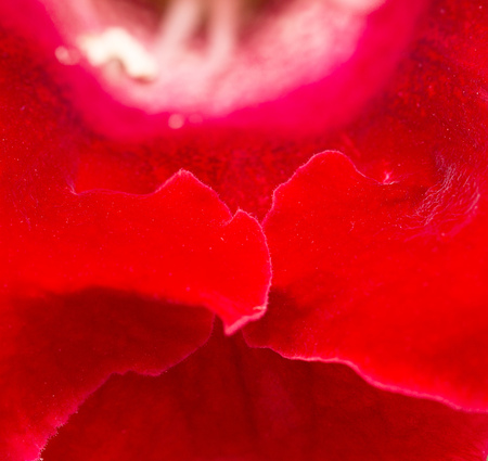 flower petal as backgroundの写真素材