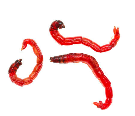 red worms for fishing on a white backgroundの写真素材