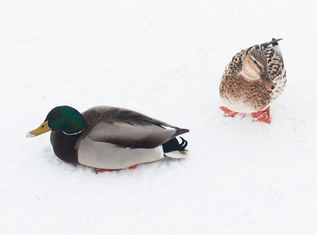 ducks on white snowの写真素材