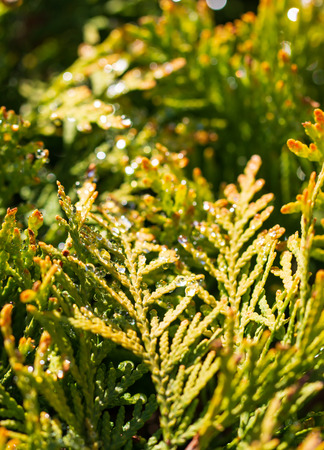 drops of dew on leavesの写真素材