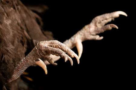 chicken paw on a black backgroundの写真素材