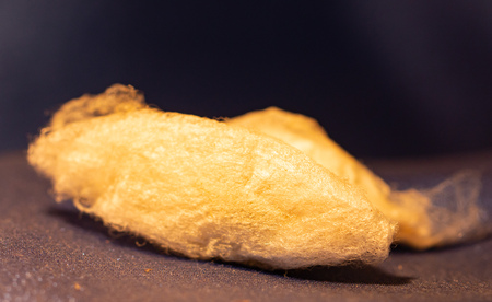 cocoons of butterflyの写真素材
