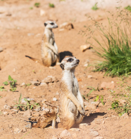 animal marmot in the parkの写真素材