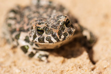 a frog on the sandの写真素材