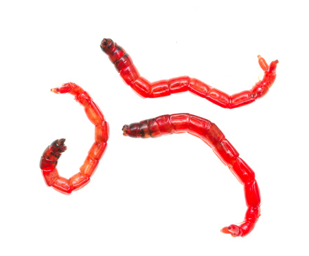 red worms for fishing on a white backgroundの写真素材