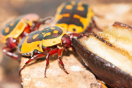 yellow-black beetleの写真素材