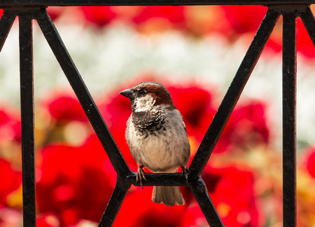bird sparrow on a background of flowers