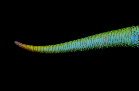 multicolored lizard on a black backgroundの写真素材