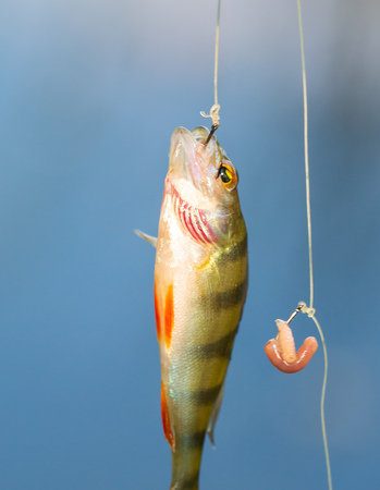 small fish caught on a worm