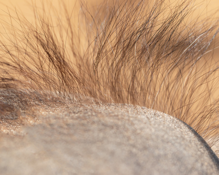 Wool on a camel's headの写真素材