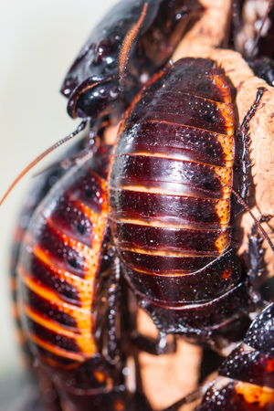 Large exotic cockroachesの写真素材