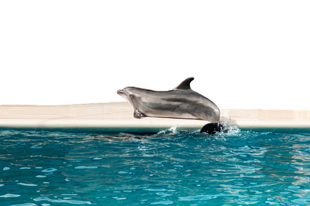 dolphin emerging from the waterの写真素材