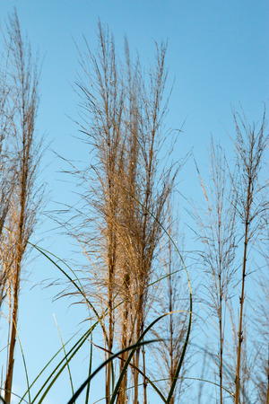 Fluffy grass on sunset backgroundの写真素材