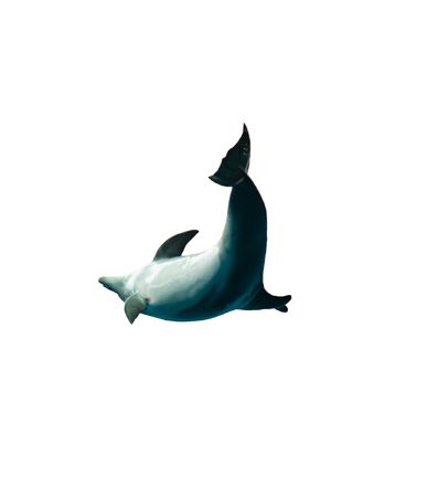 dolphin jump from the water on a white backgroundの写真素材