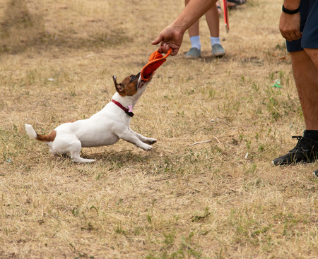 dog in playの写真素材