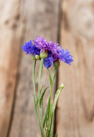Cornflower flowers on a wooden backgroundの写真素材