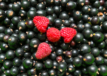 berries of black currant and raspberry