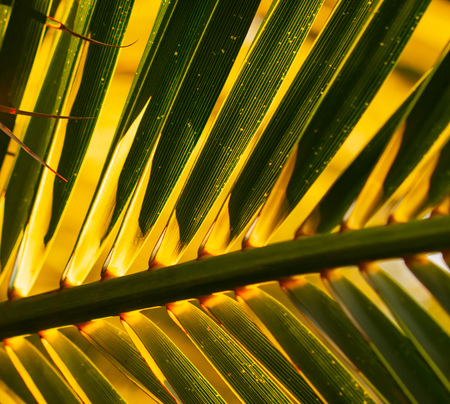 leaf of palm as backgroundの写真素材