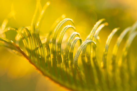 green palm leaves as backgroundの写真素材