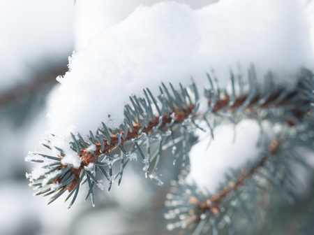 branch of spruce under the snowの写真素材