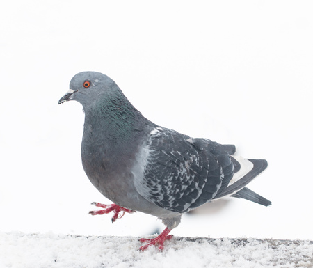 pigeon on the background of snowの写真素材