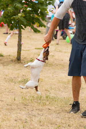training of dogs in the gameの写真素材