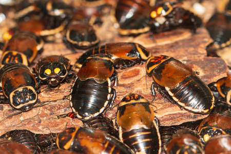 large exotic cockroaches