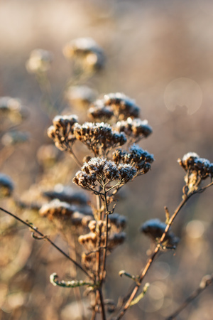 ice on dry grass
