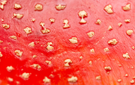 amanita as backgroundの写真素材