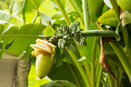 banana flower on a branchの写真素材