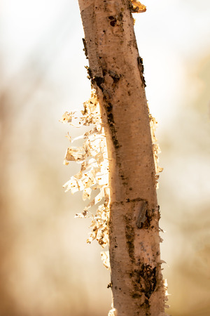 birch bark on the trunkの写真素材
