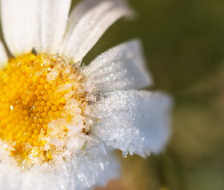 iced daisy flowerの写真素材