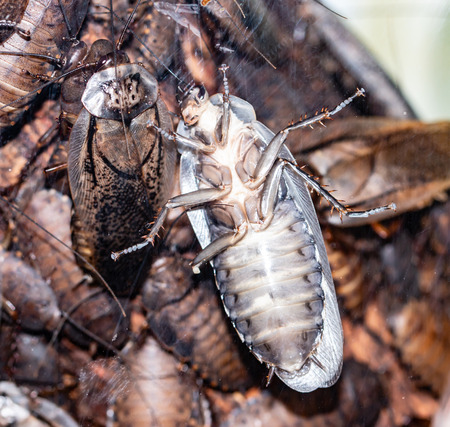 big exotic cockroach